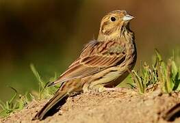 Cirl Bunting