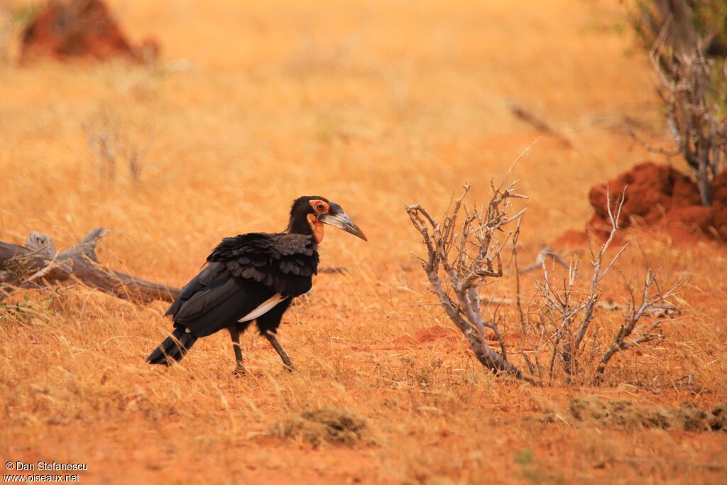 Southern Ground Hornbill female immature, walking