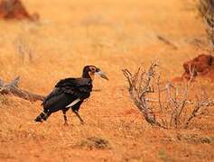 Southern Ground Hornbill