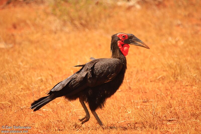 Southern Ground Hornbill male adult, walking