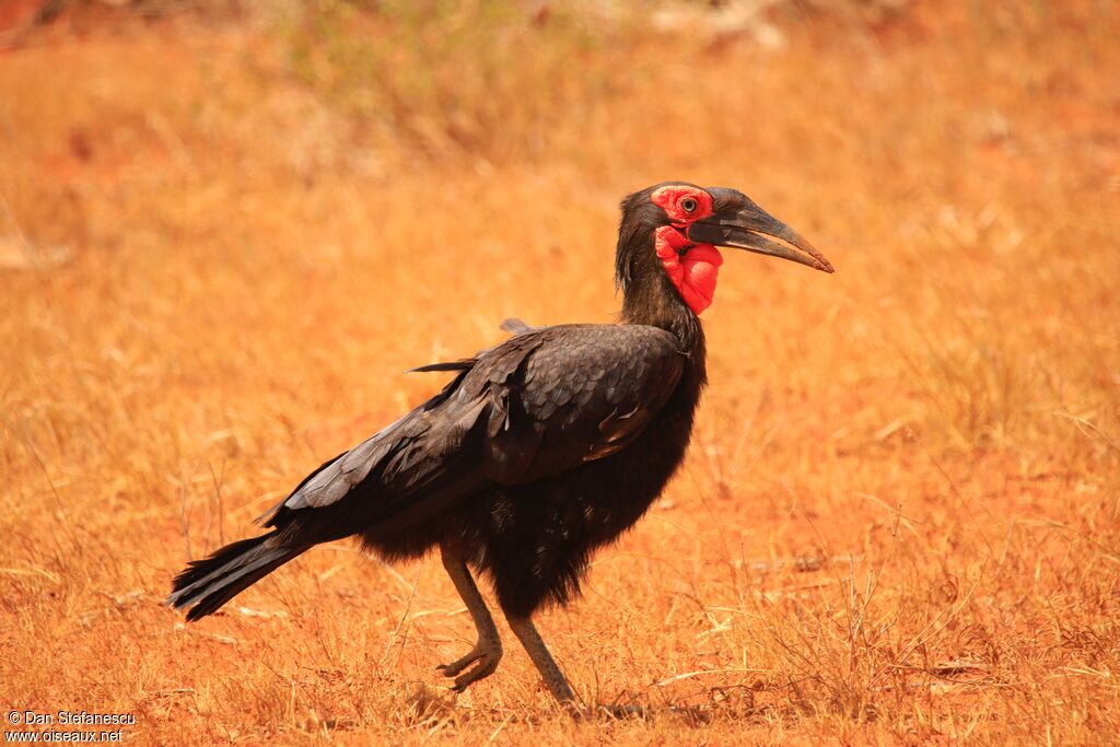 Southern Ground Hornbill male adult, walking