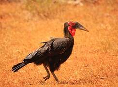 Southern Ground Hornbill