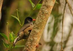 Reunion Bulbul