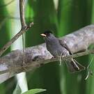 Bulbul de Madagascar