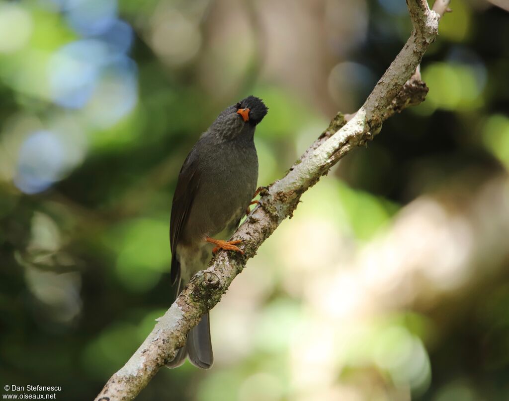 Bulbul de Maurice