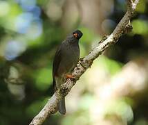 Mauritius Bulbul