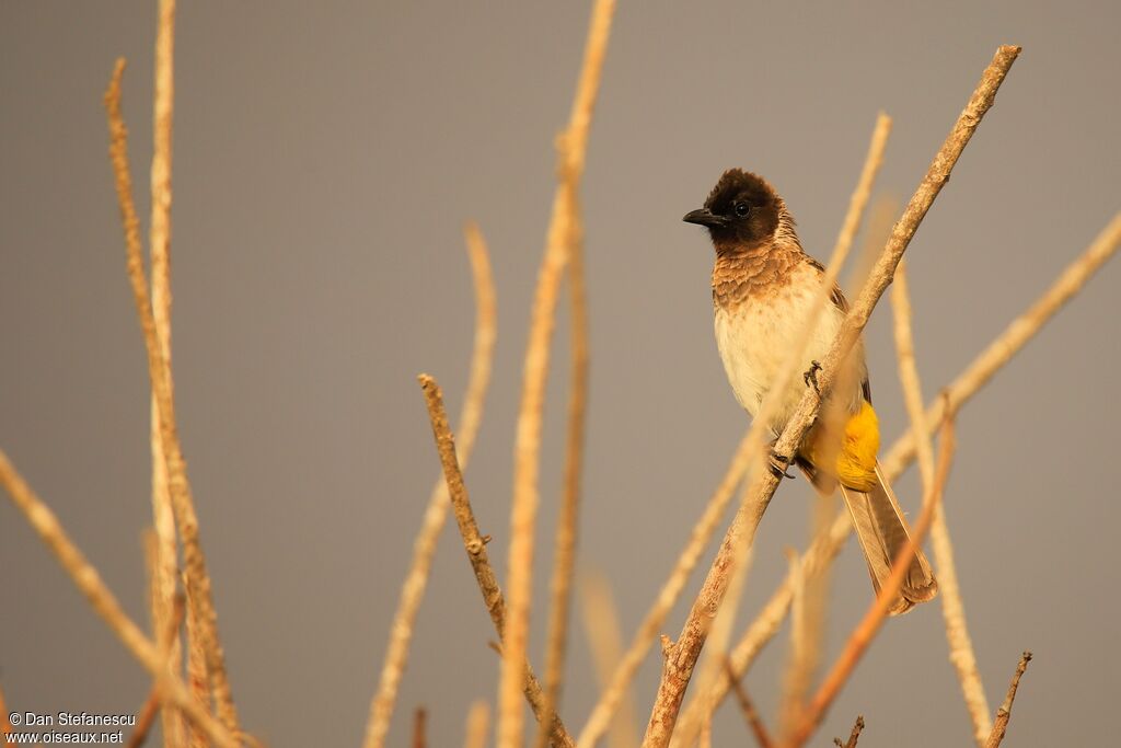 Bulbul des jardinsadulte