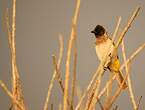 Bulbul des jardins