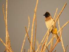 Common Bulbul