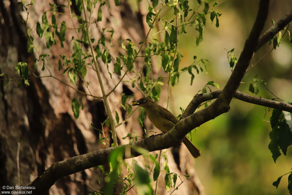 Bulbul importunadulte, mange