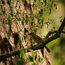 Bulbul importun