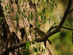 Sombre Greenbul