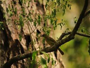 Bulbul importun