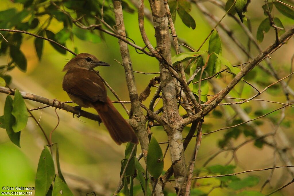 Bulbul jaboteuradulte