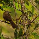 Bulbul jaboteur