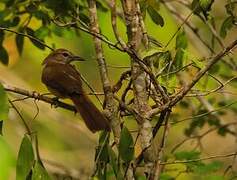 Terrestrial Brownbul