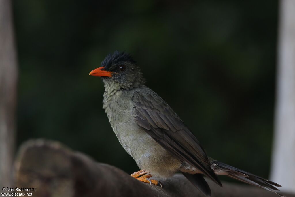 Bulbul merleadulte