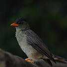 Bulbul merle