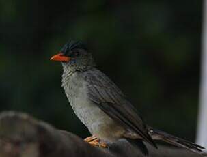 Bulbul merle