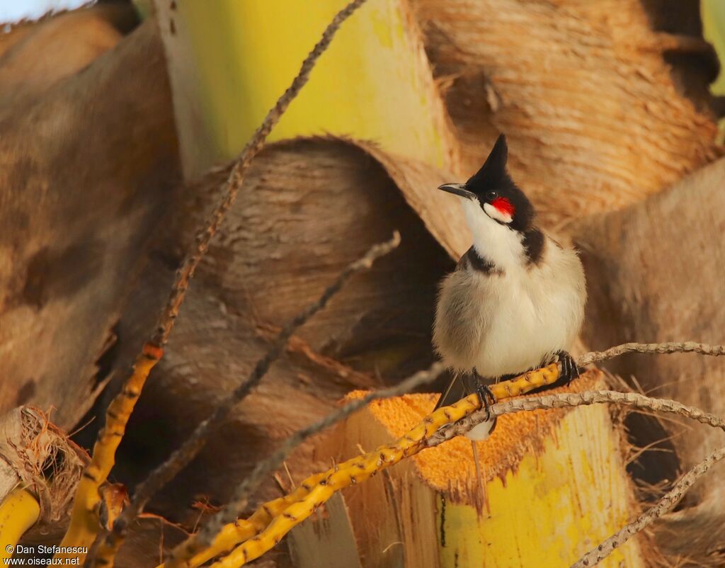 Bulbul orphéeadulte