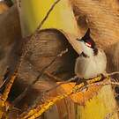 Bulbul orphée