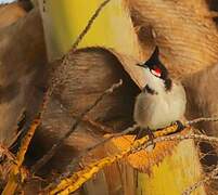 Red-whiskered Bulbul