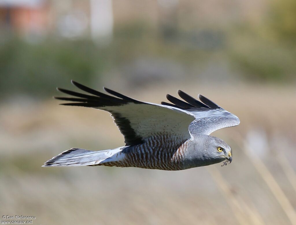 Cinereous Harrier male adult, Flight