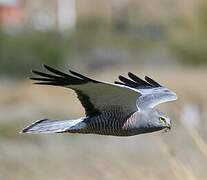 Cinereous Harrier