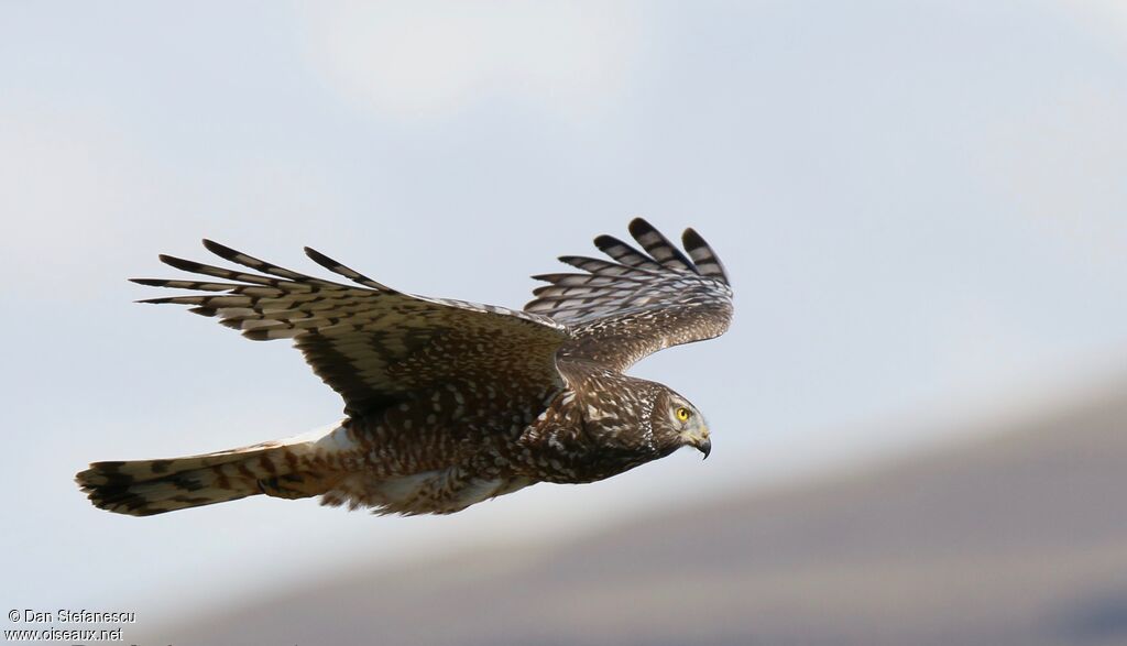 Cinereous Harrier female adult, Flight