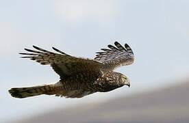 Cinereous Harrier