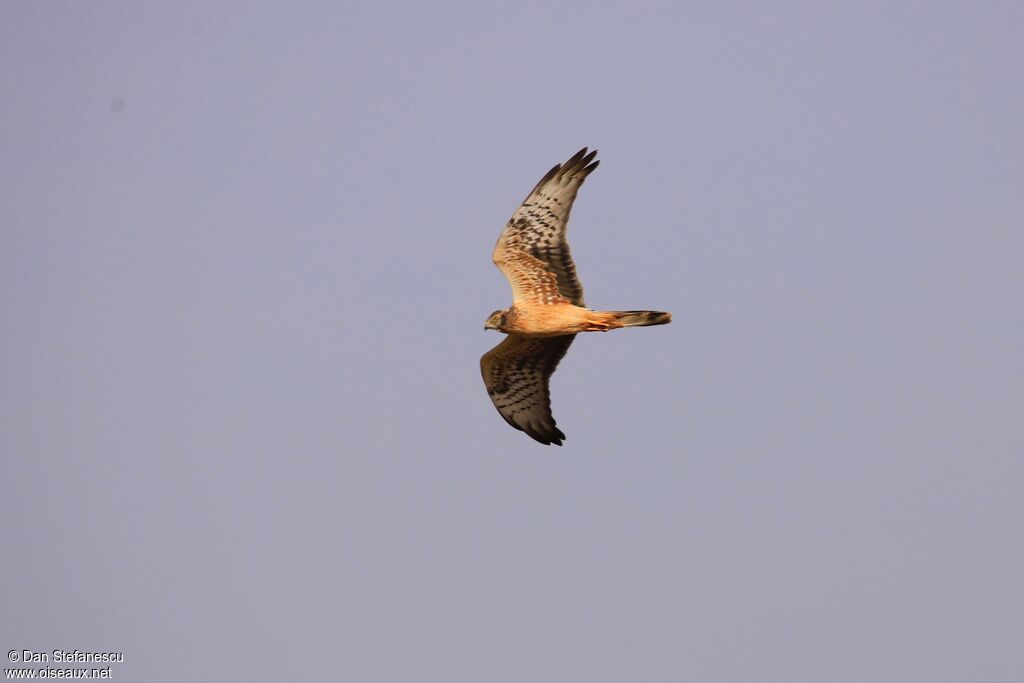 Montagu's Harrier female adult, Flight