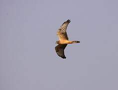 Montagu's Harrier