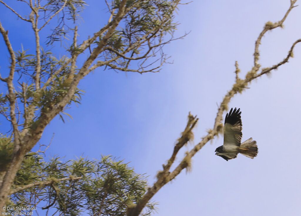 Reunion Harrier male adult