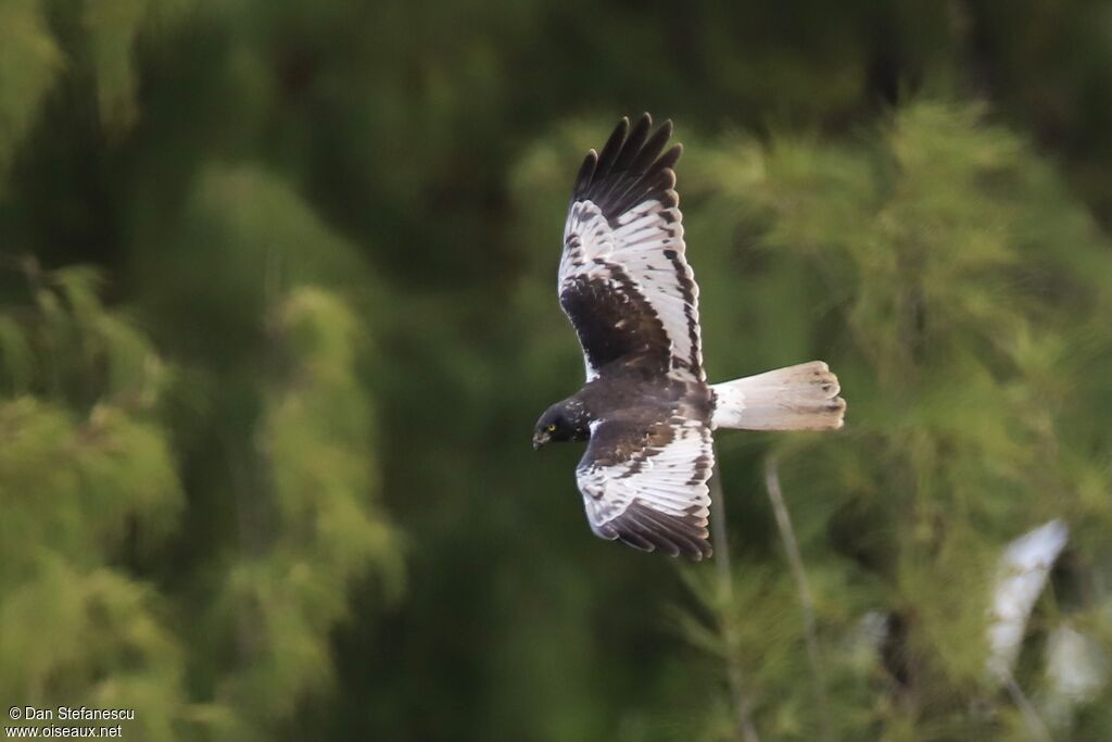 Reunion Harrier male adult, Flight