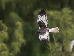 Reunion Harrier