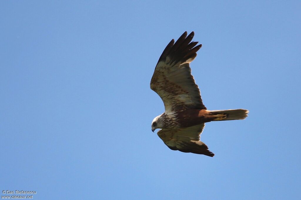 Western Marsh Harrier, Flight