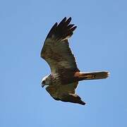 Western Marsh Harrier