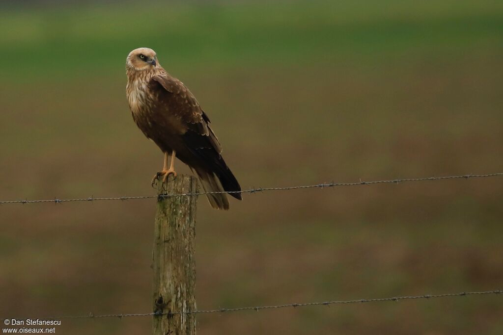 Western Marsh Harrieradult