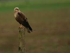 Western Marsh Harrier