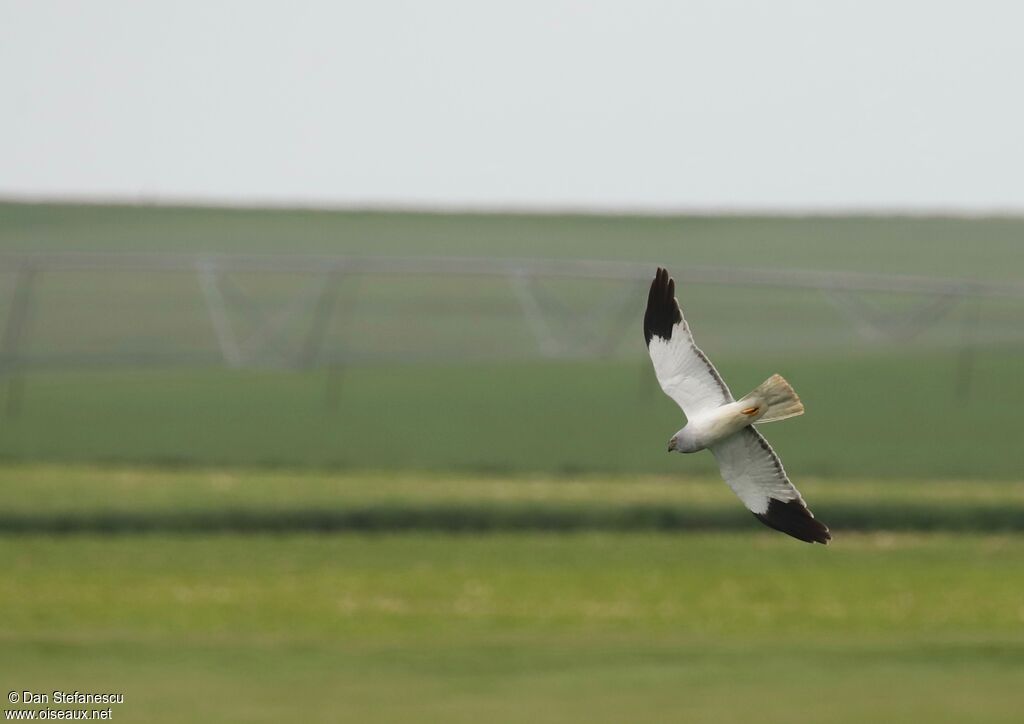 Hen Harrier male adult, Flight