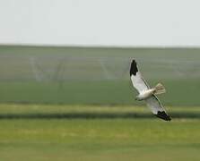 Hen Harrier