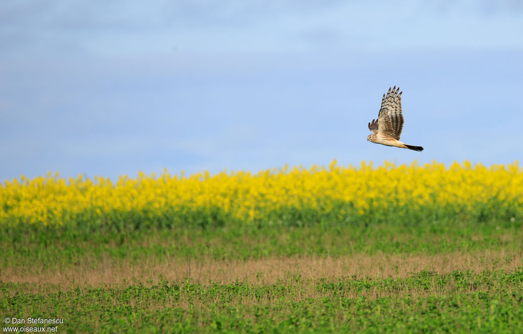 Hen Harrier female, Flight