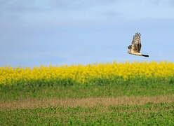 Hen Harrier