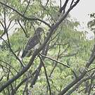 Buse de Madagascar