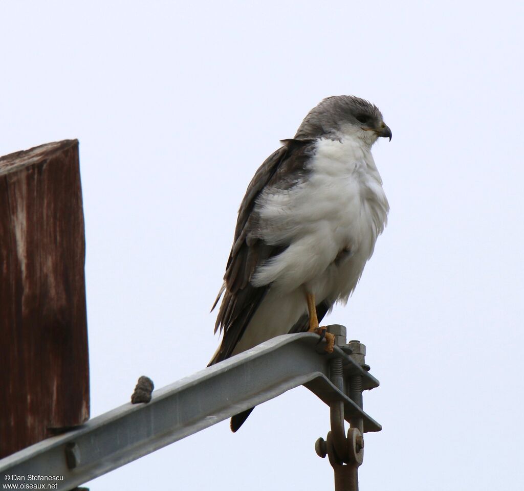 Variable Hawk