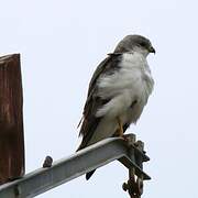 Variable Hawk