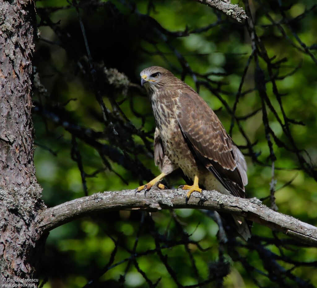 Common Buzzard
