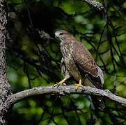 Common Buzzard