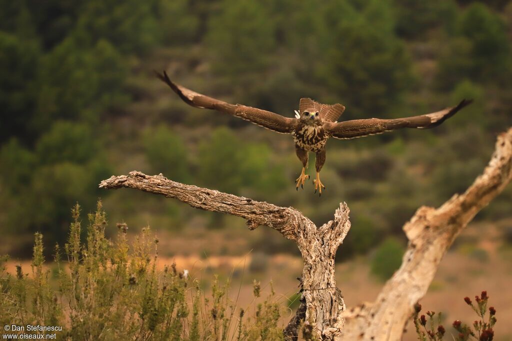 Common Buzzardadult, Flight