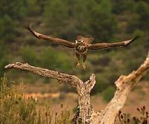 Buse variable